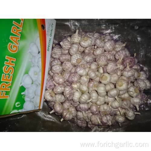 New Season Normal White Garlic 2019